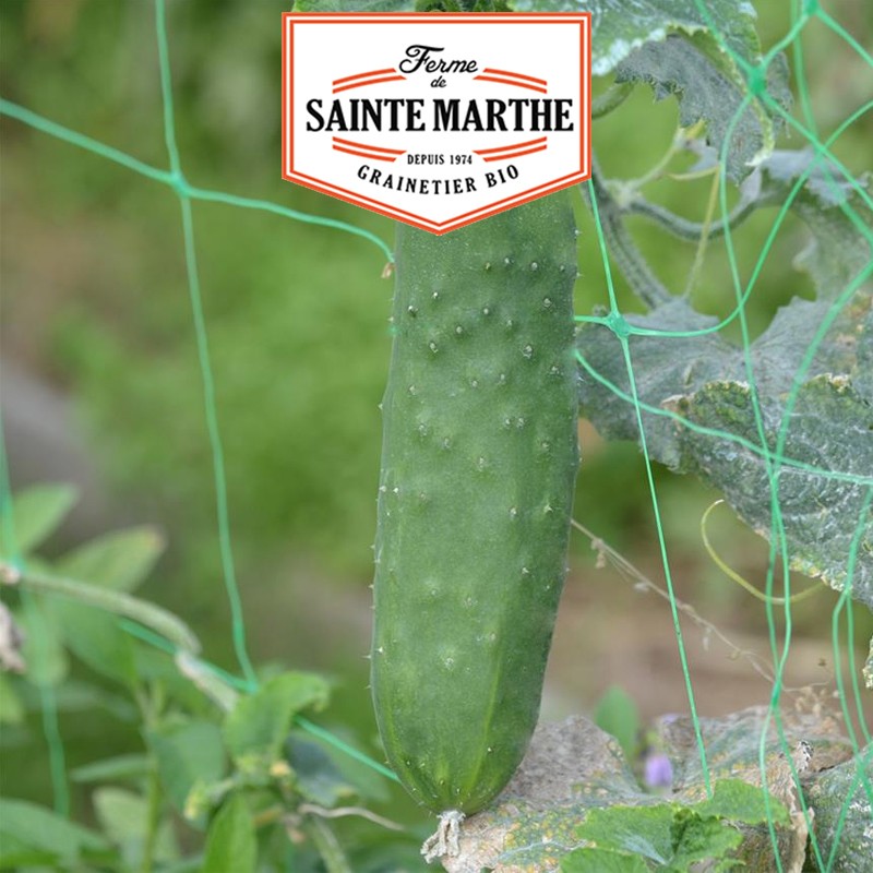 La ferme Sainte Marthe - 20 Samen Gurke der Großzügige