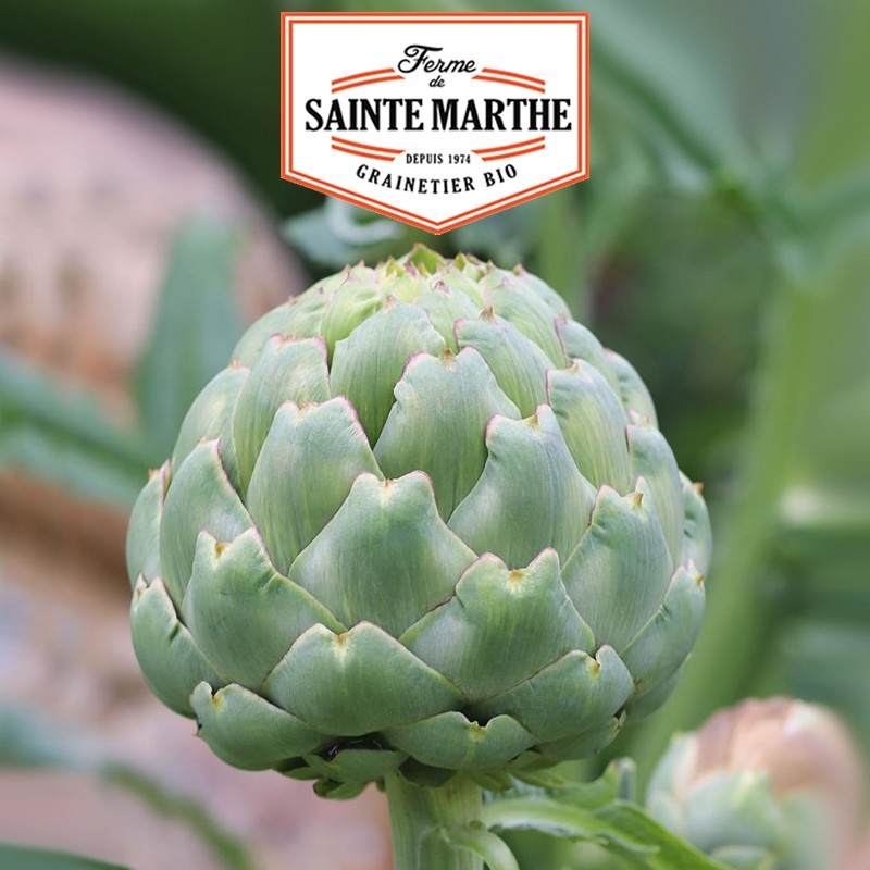 La ferme Sainte Marthe - 20 semi Carciofo Imperiale Star