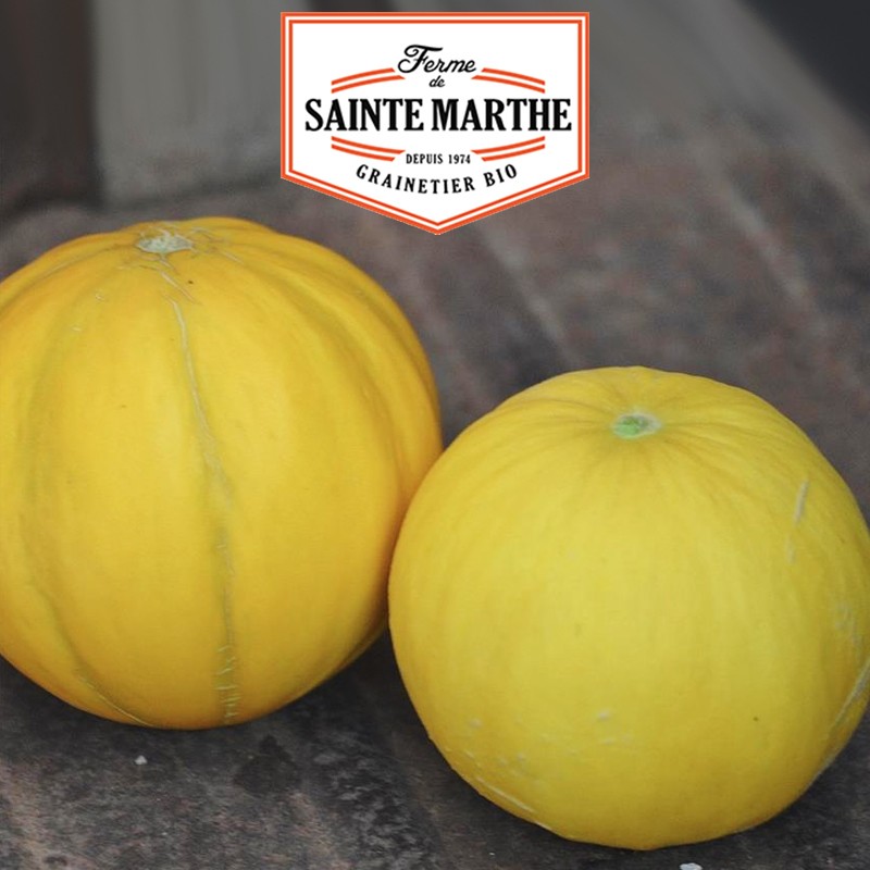 Der Bauernhof Sainte Marthe - 15 Samen Melon Boule d'Or