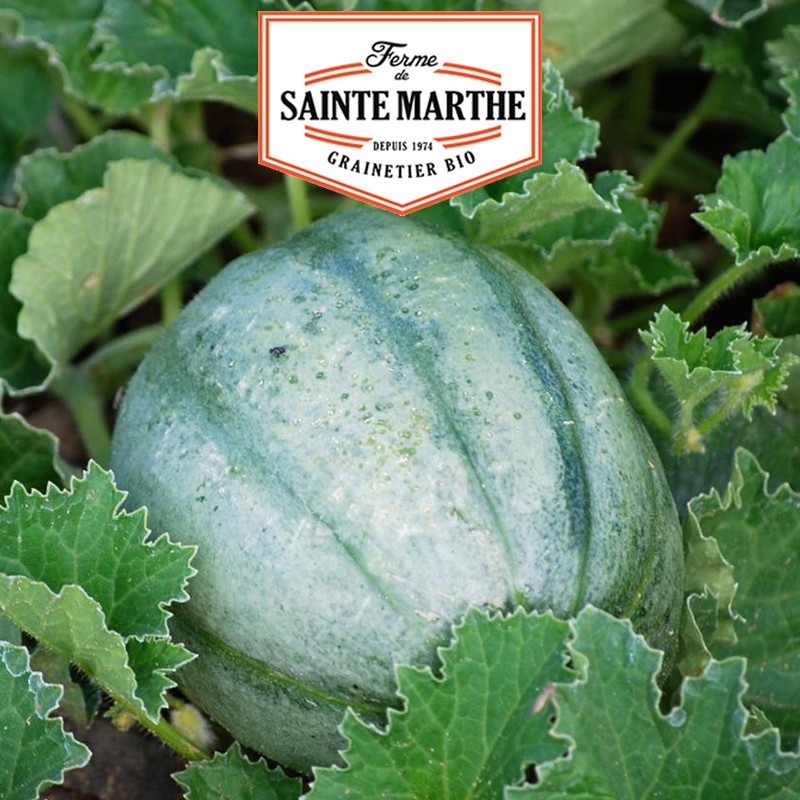 La ferme Sainte Marthe - 15 semi Melone della vecchia Francia