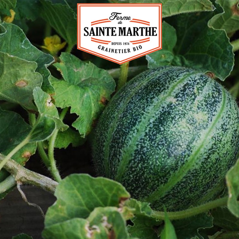 La ferme Sainte Marthe - 15 seeds Red-fleshed American pineapple