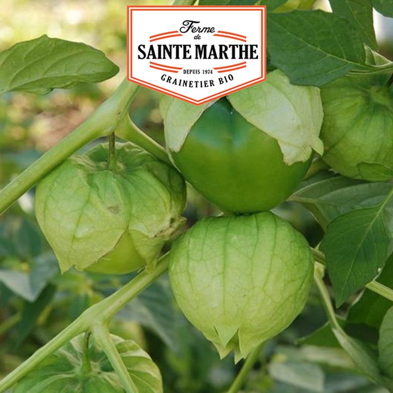 La ferme Sainte Marthe - 50 semi di tomatillo dal Messico