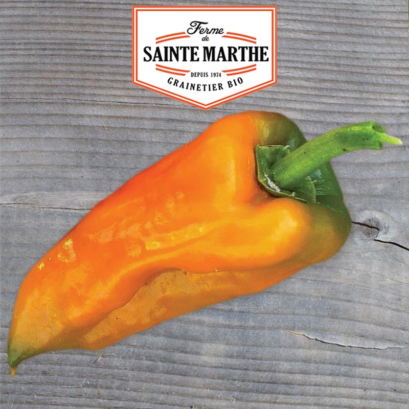 La ferme Sainte Marthe - 30 semillas Poivron petit Marseillais
