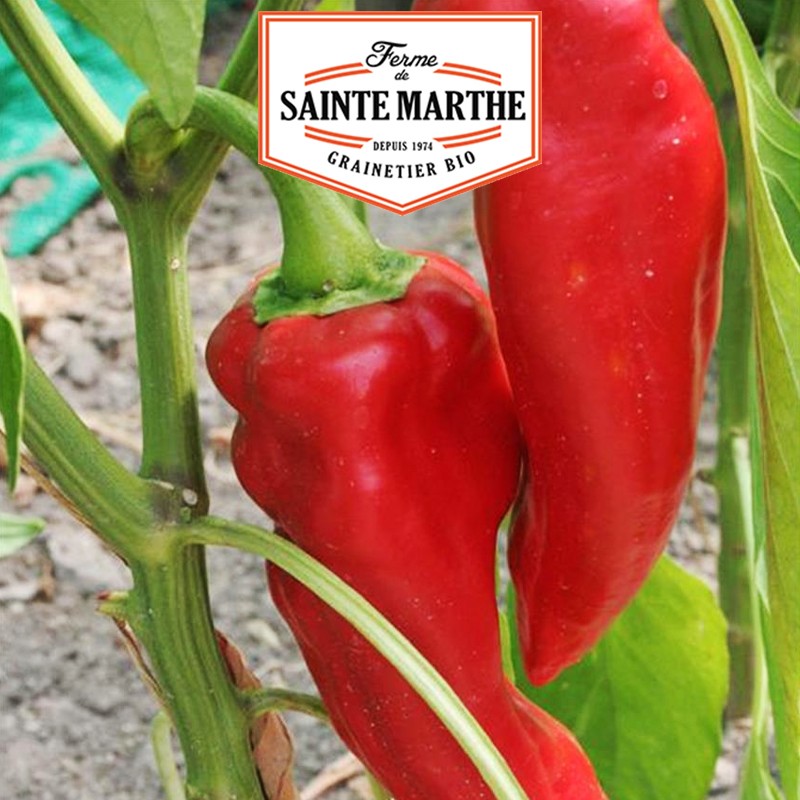 La ferme Sainte Marthe - 30 Samen Paprika Corno di Toro Rosso