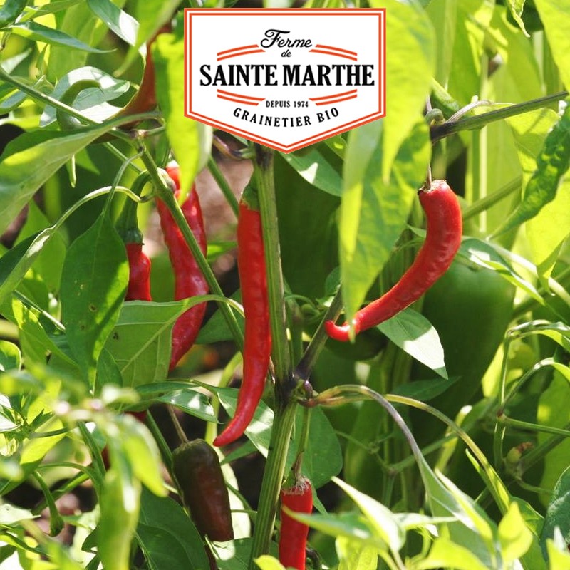 La ferme Sainte Marthe - 30 Samen Cayennepfeffer