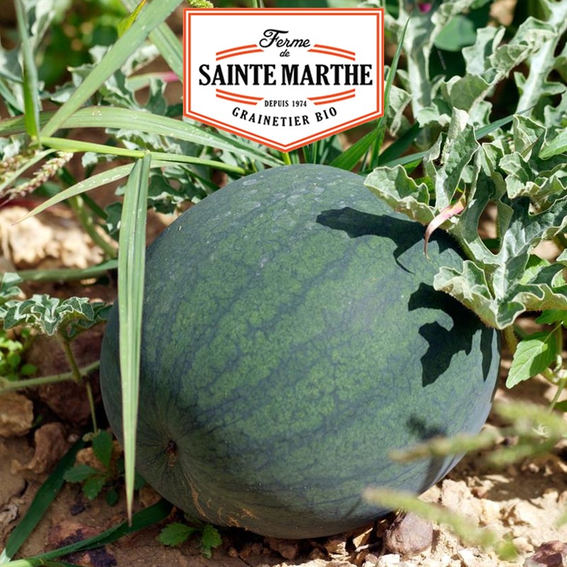 La ferme Sainte Marthe - 15 Samen Wassermelone Sugar Baby