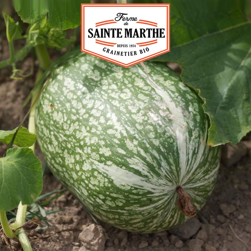 La ferme Sainte Marthe - 15 semi di zucca Siam