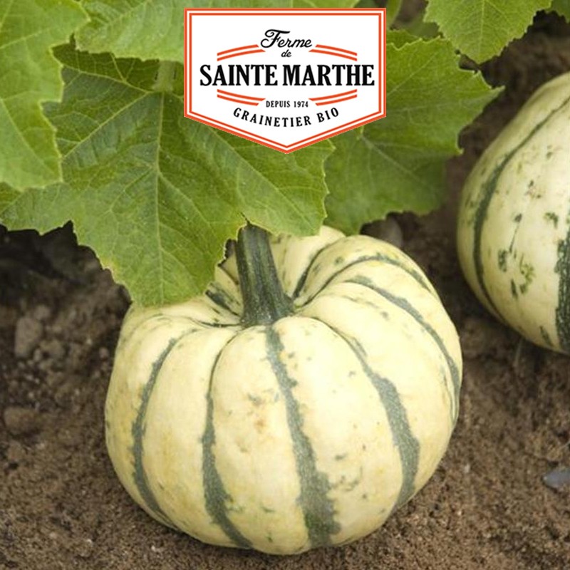 La ferme Sainte Marthe - 15 zaden Zoete Knoedel (Patidou)