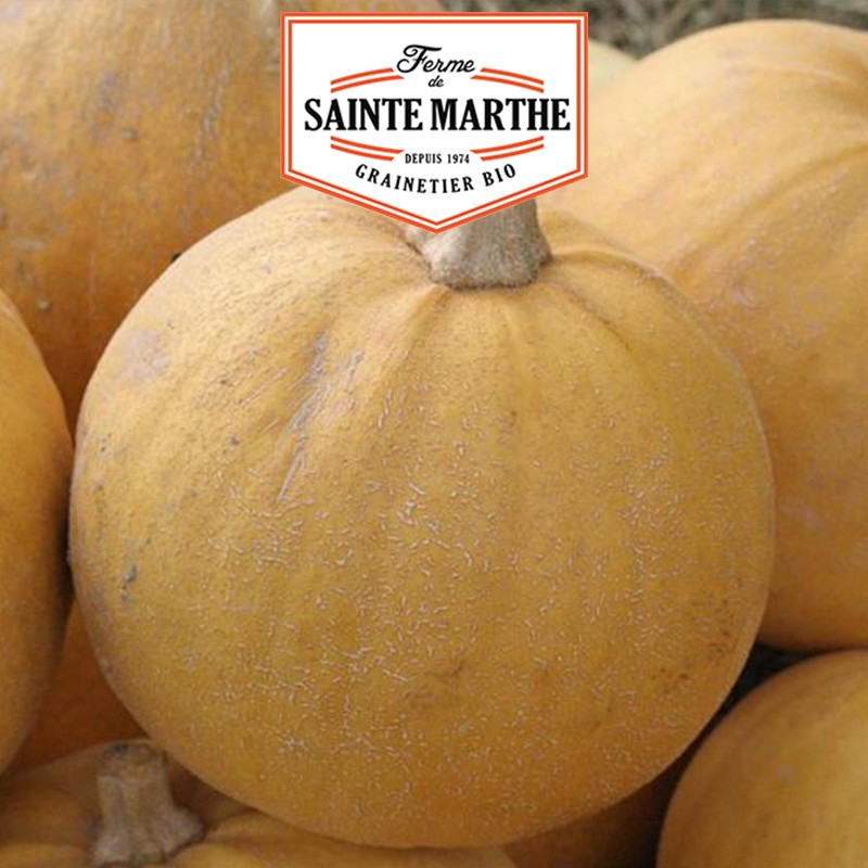 La ferme Sainte Marthe - 15 semillas de calabaza Pomme d'Or
