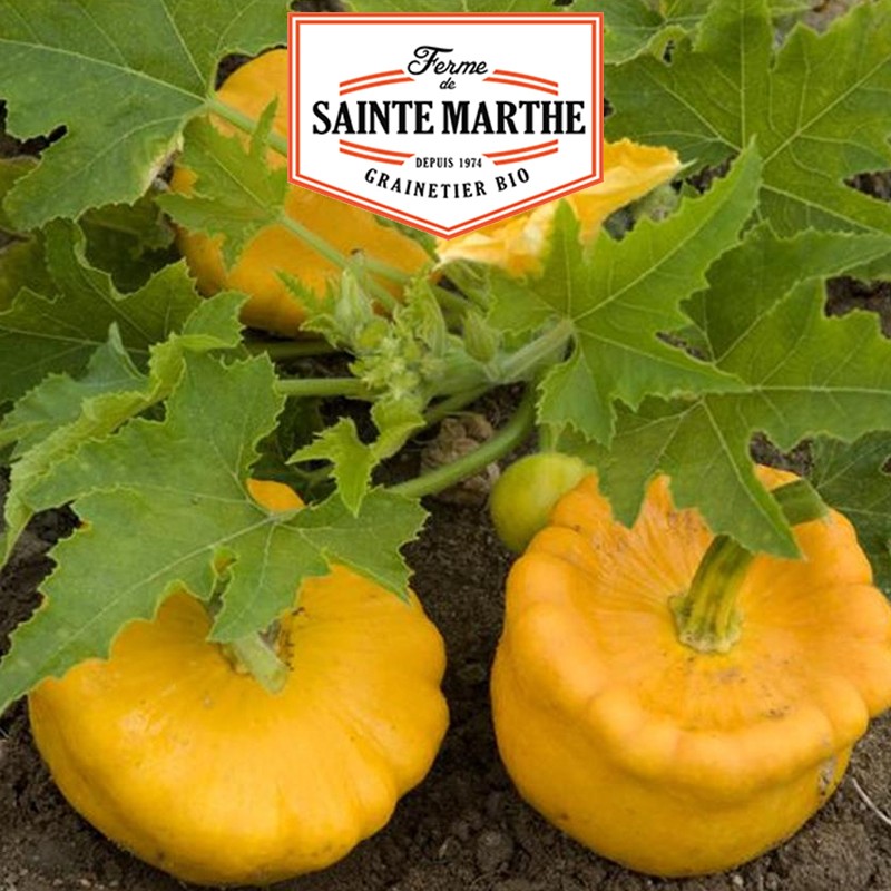 La ferme Sainte Marthe - 15 semillas Calabaza naranja