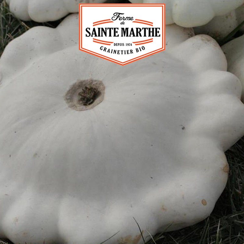La ferme Sainte Marthe - 15 Samen Kürbis Pâtisson Blanc