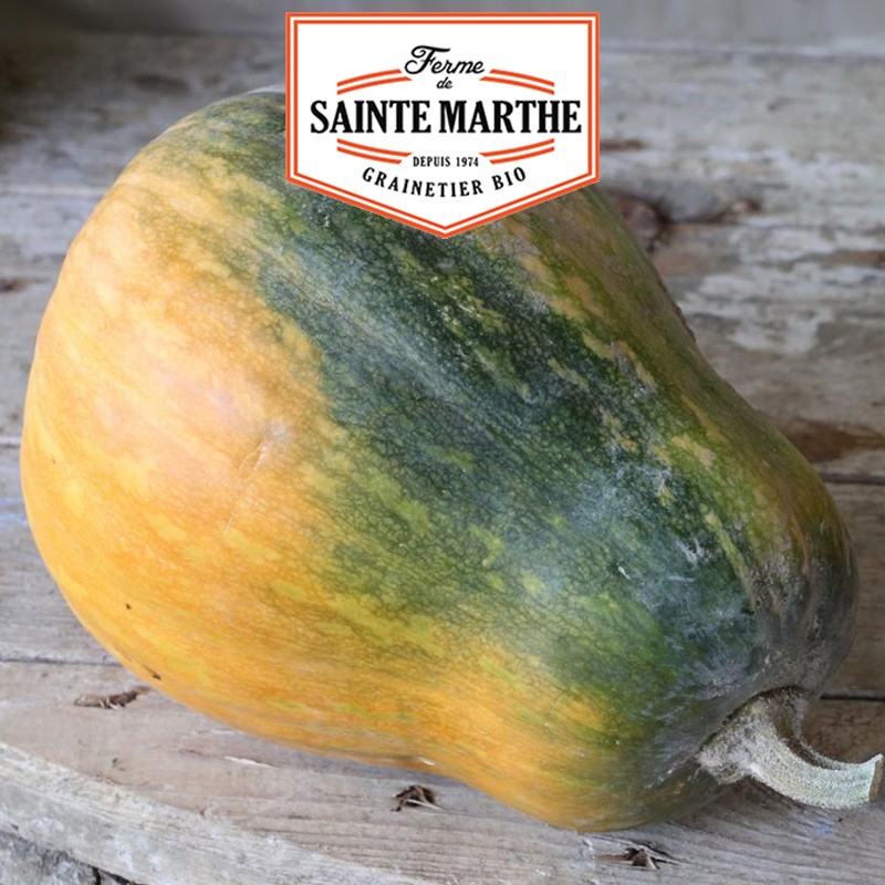 La ferme Sainte Marthe - 15 semi di zucca Sucrine du Berry