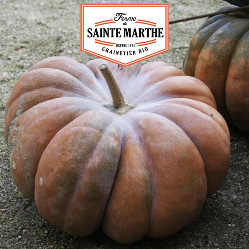 La ferme Sainte Marthe - 15 seeds Butternut squash