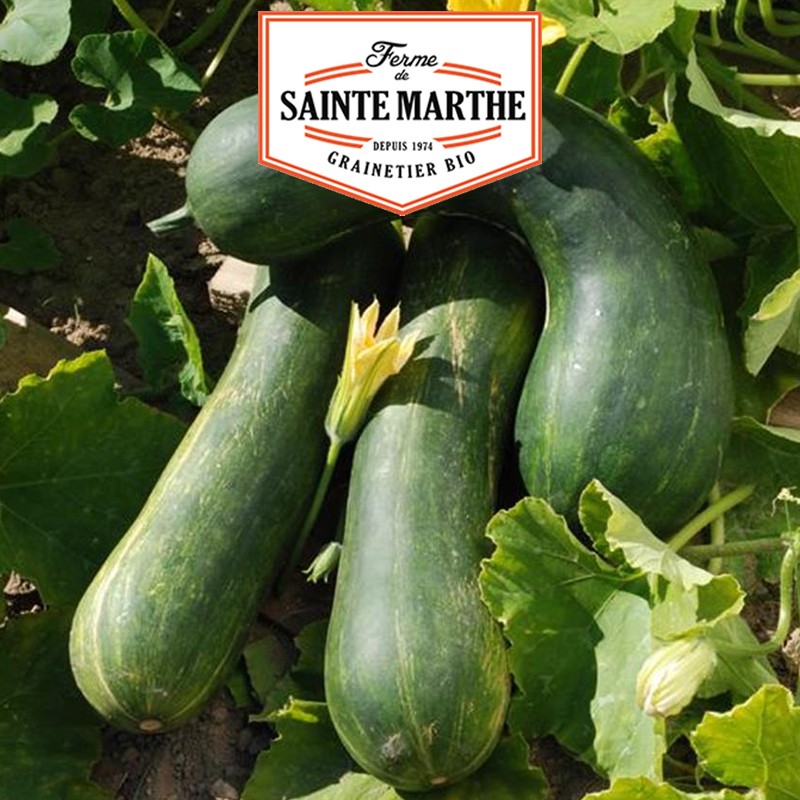 La ferme Sainte Marthe - 15 semi di zucca lunga di Nizza