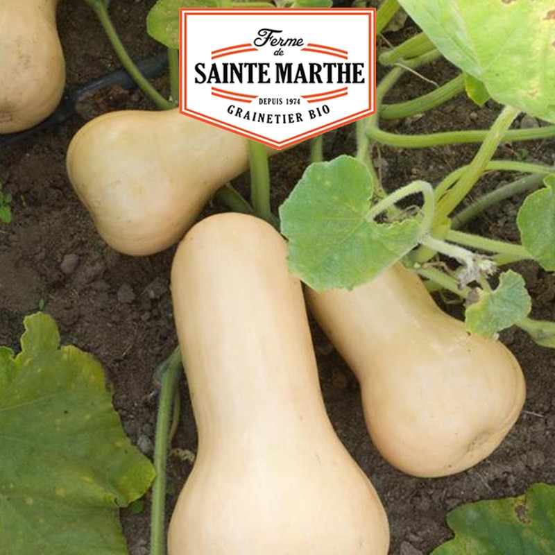 La ferme Sainte Marthe - 15 semi di zucca Butternut