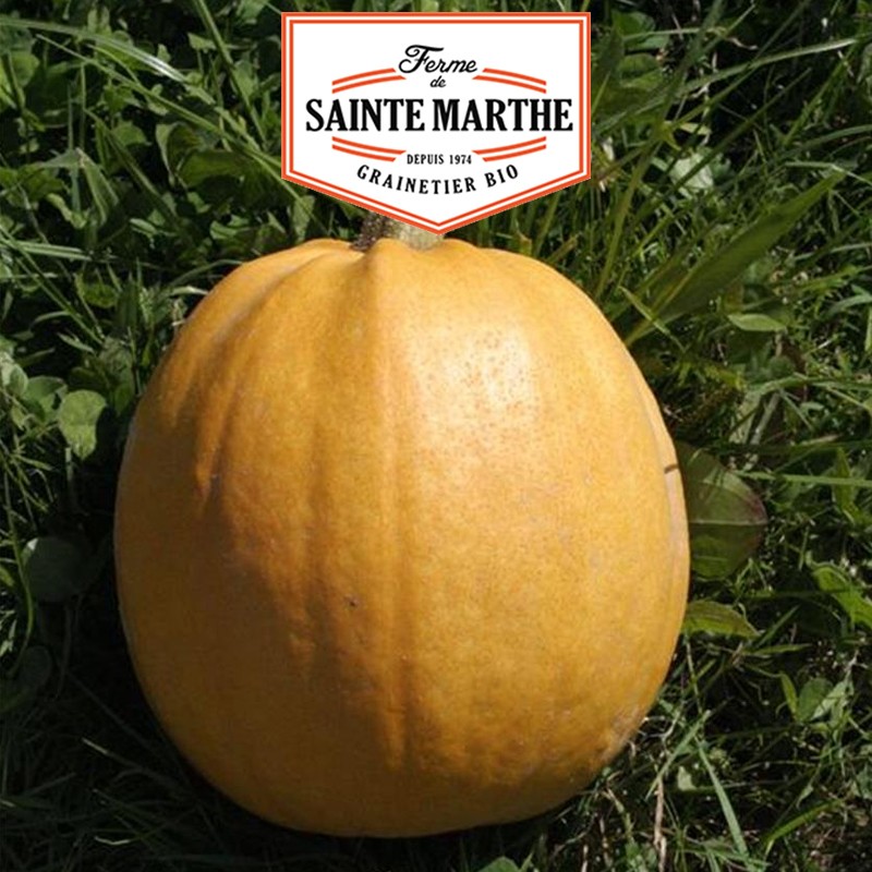 La ferme Sainte Marthe - 15 seeds Melonnette squash Jaspée de Vendée