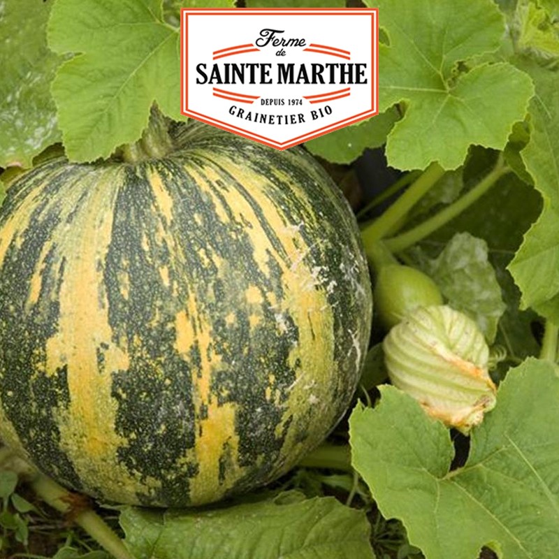 La ferme Sainte Marthe - 15 semi di zucca Lady Godiva