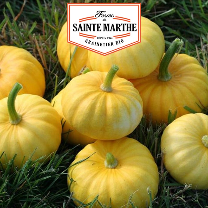 La ferme Sainte Marthe - 15 semillas Calabaza Jack Be Little