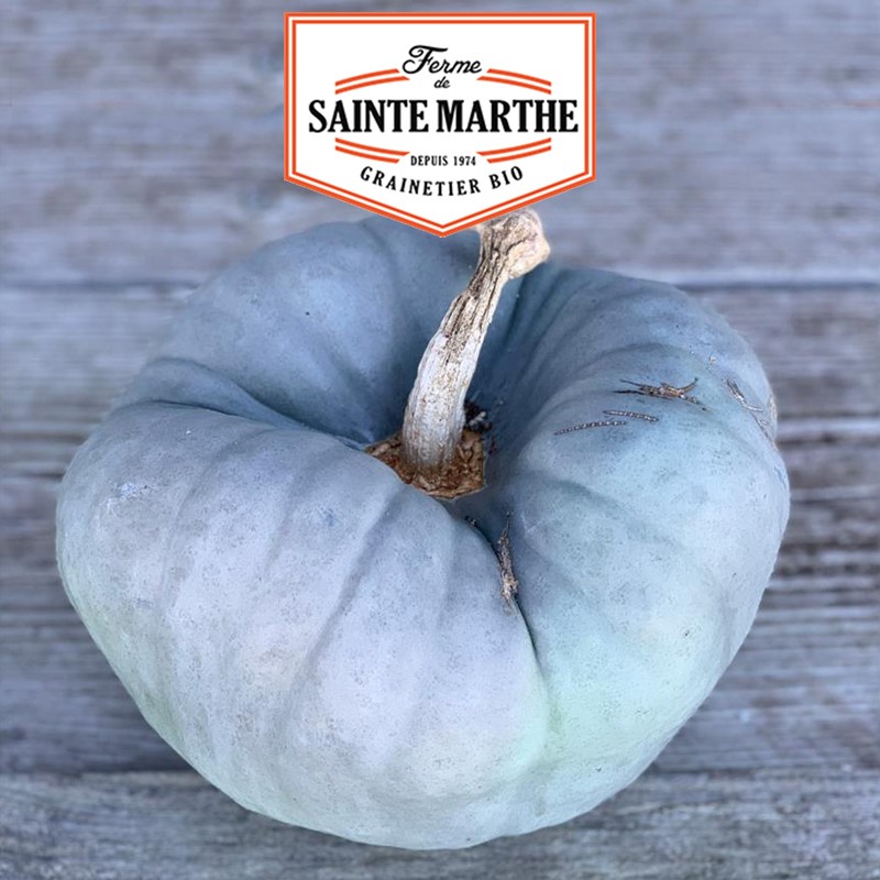 La ferme Sainte Marthe - 15 semillas de calabaza Tristar o Triamble