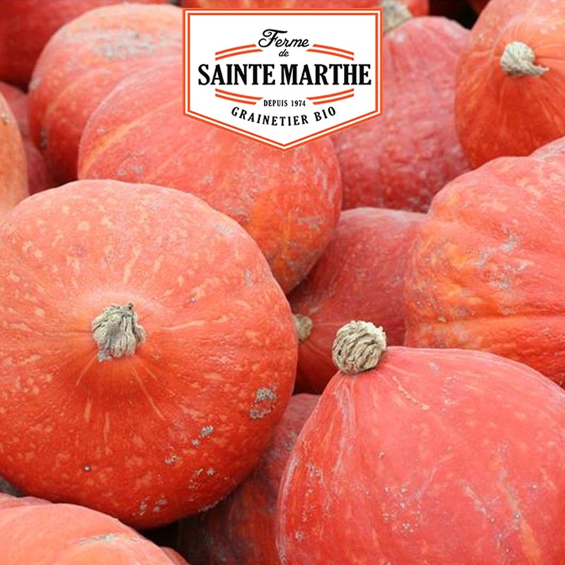 La ferme Sainte Marthe - 15 Samen Kürbis Potimarron