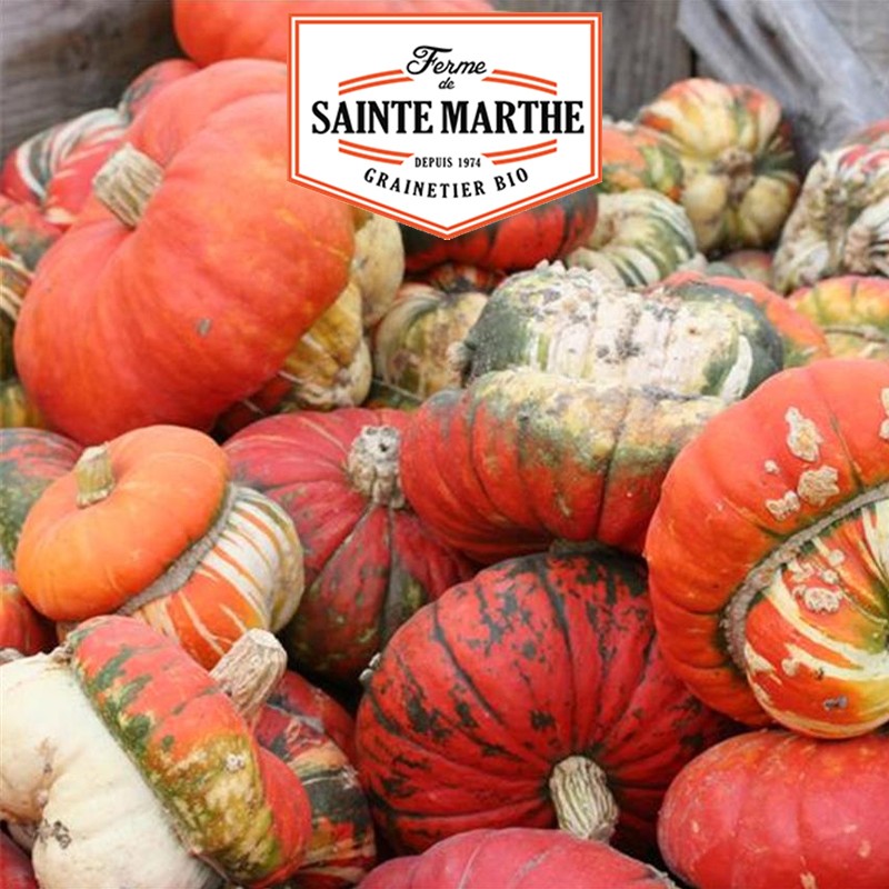 La ferme Sainte Marthe - 15 semi di zucca Petit Bonnet Turc