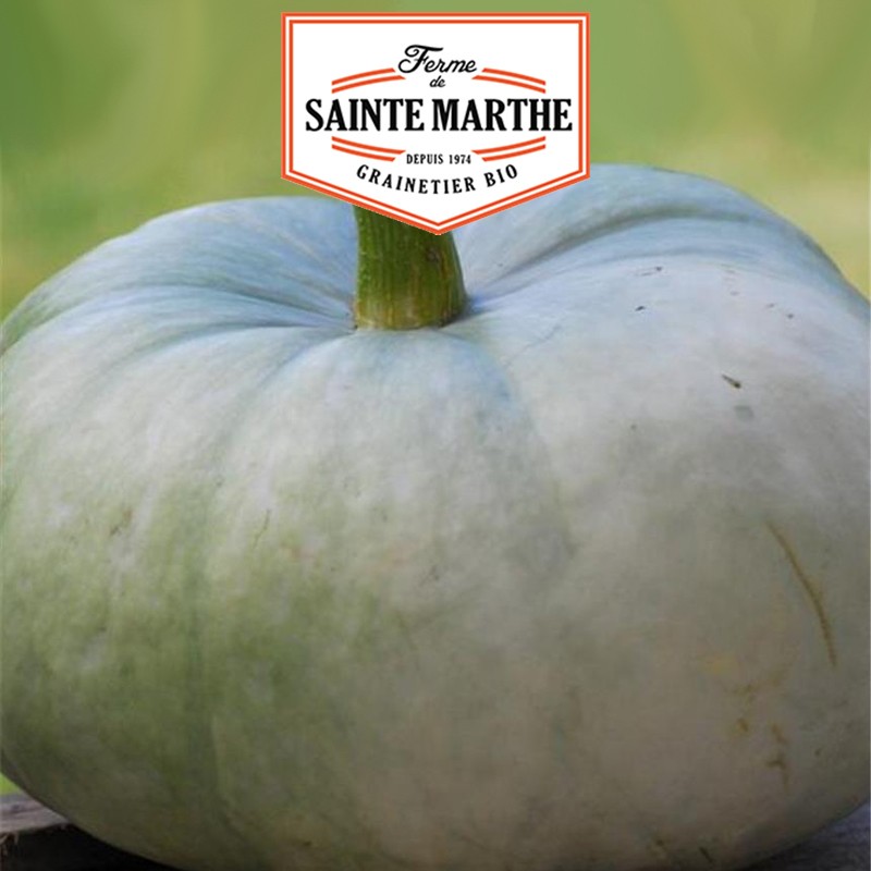 La ferme Sainte Marthe - 15 Samen Blauer Kürbis aus Ungarn