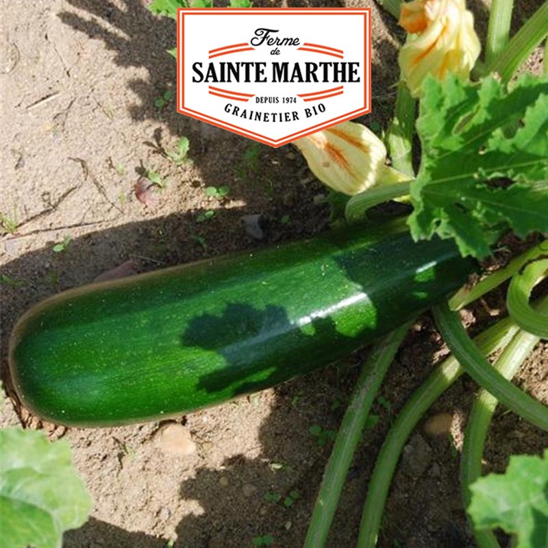 La ferme Sainte Marthe - 15 zaden Groene niet-runne courgette