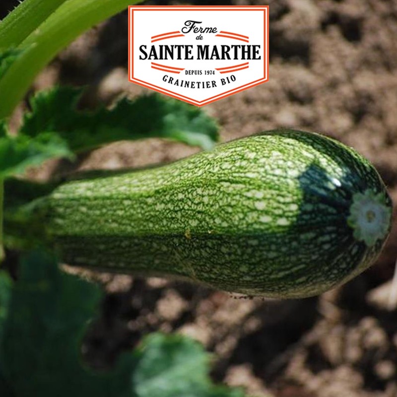 La ferme Sainte Marthe - 15 zaden Courgette Greyzini of Grisette de Provence