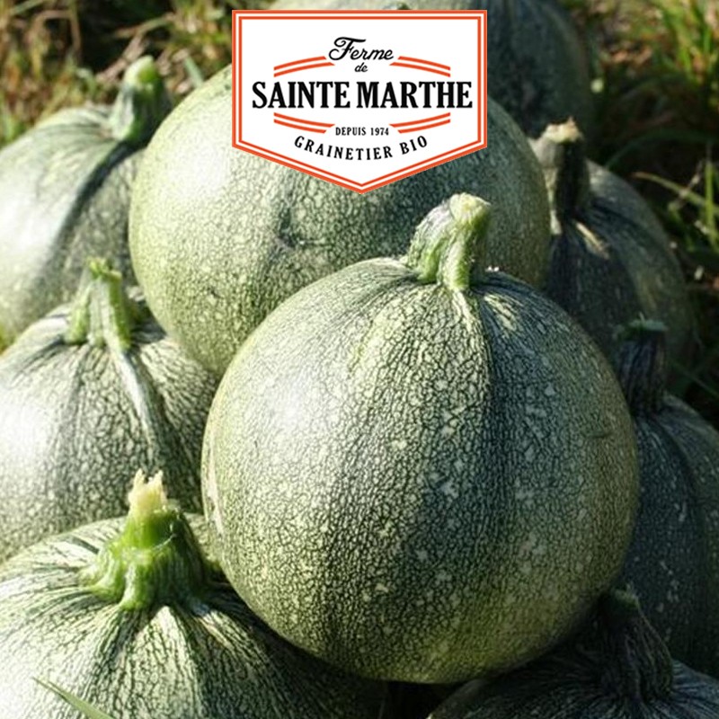 La ferme Sainte Marthe - 15 seeds Nice zucchini with round fruit