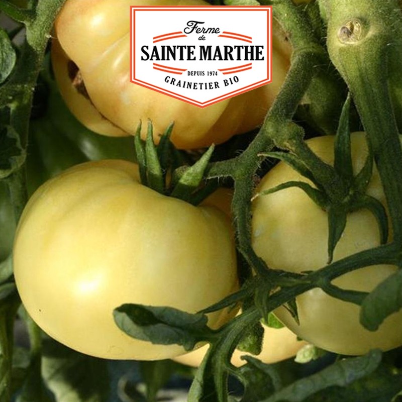 La ferme Sainte Marthe - 50 seeds White Beauty Tomato