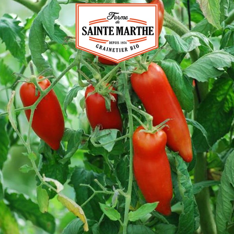La ferme Sainte Marthe - 50 Samen Gehörnte Andentomate