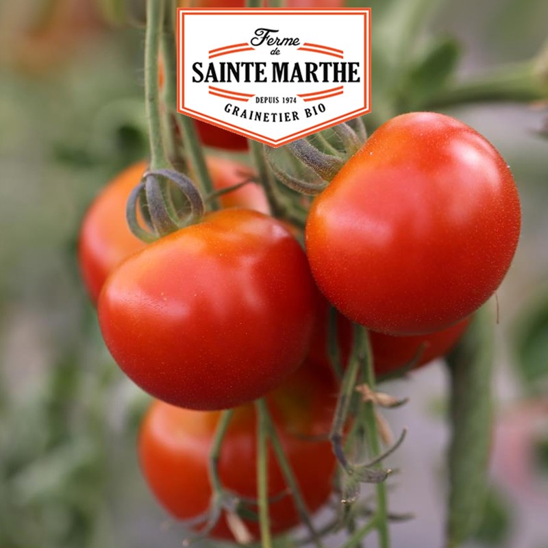 La ferme Sainte Marthe - 50 Samen Kirschtomate