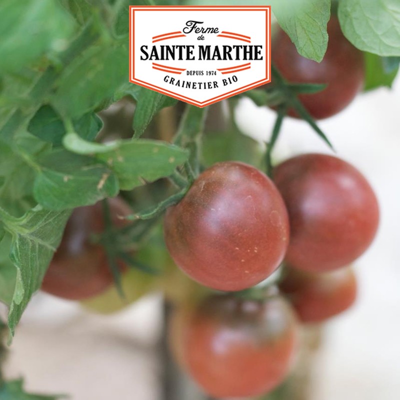 La ferme Sainte Marthe - 50 semi Pomodoro a bacca marrone