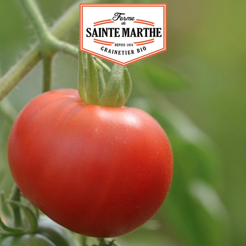 La ferme Sainte Marthe - 50 Samen Tomate Bloody Butcher