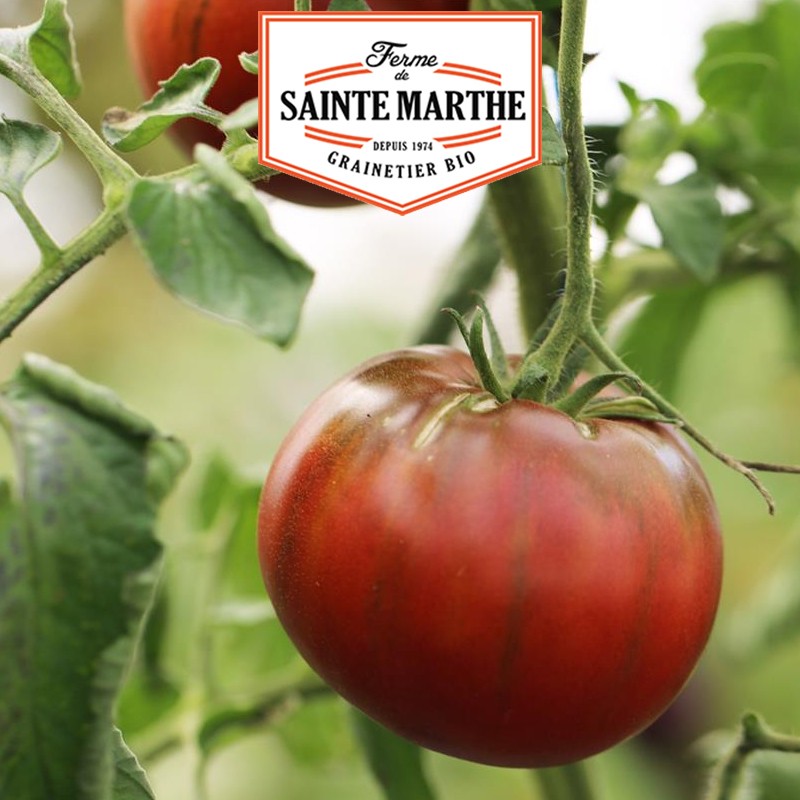 La ferme Sainte Marthe - 50 semillas de tomate negro de Crimea