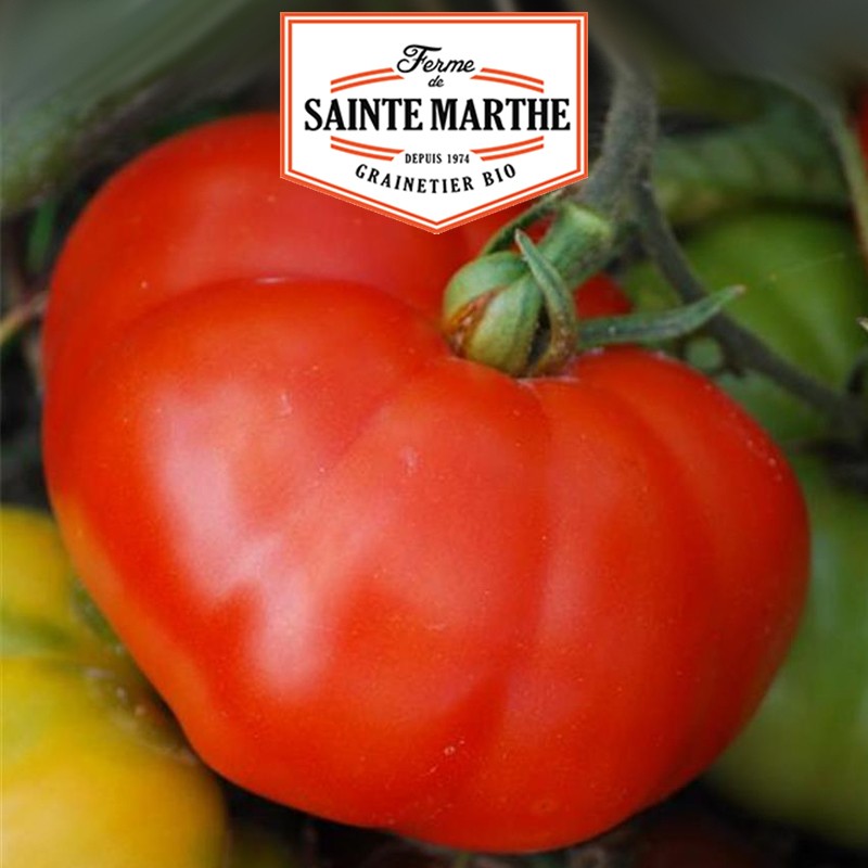La ferme Sainte Marthe - 50 semillas Tomate Marmande