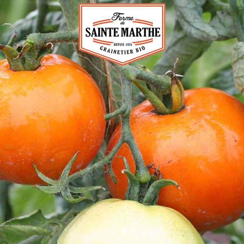 La ferme Sainte Marthe - 50 zaden Tomate la Carotina