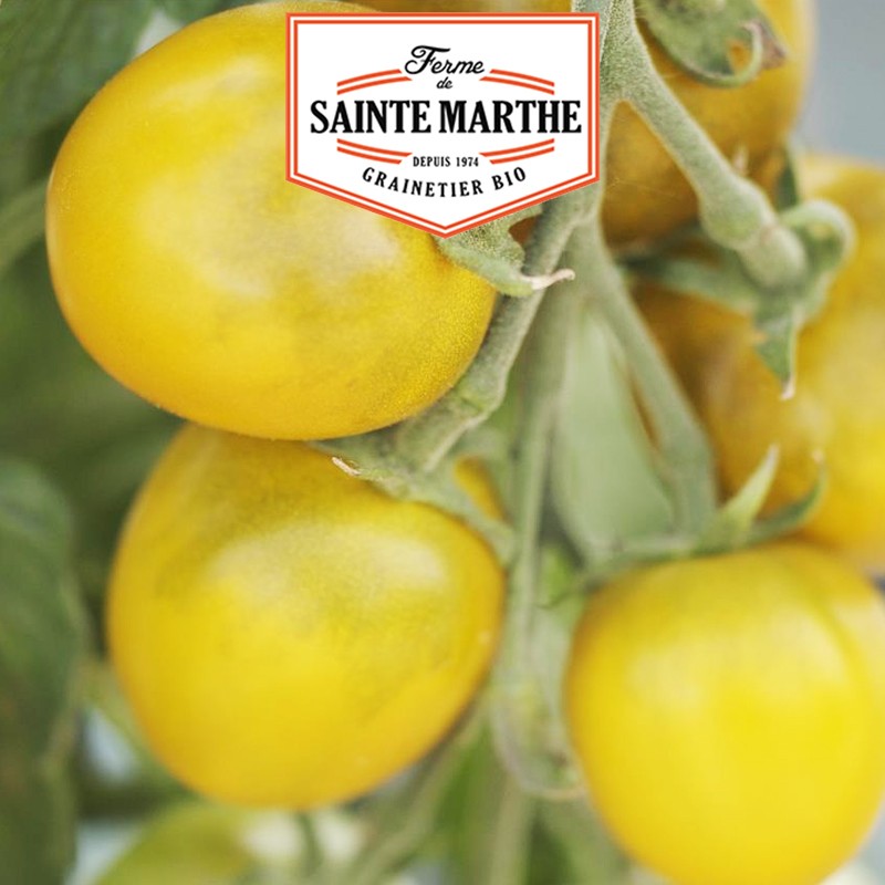La ferme Sainte Marthe - 50 semi di pomodoro verde d'uva