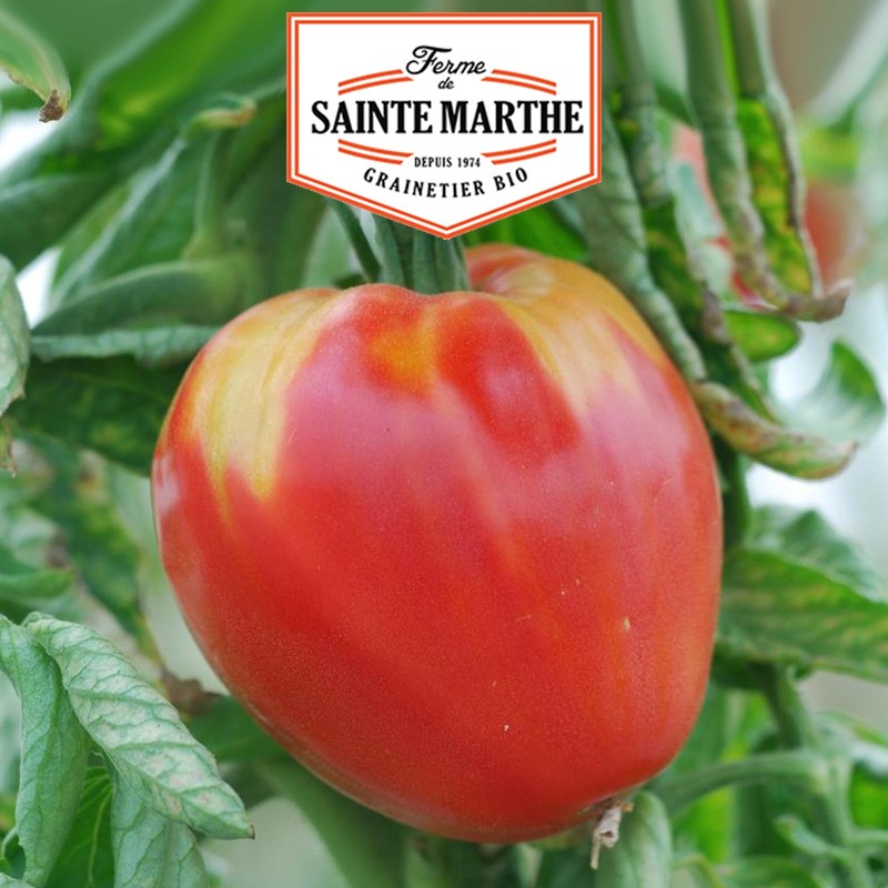 La ferme Sainte Marthe - 50 semi Pomodoro cuore di bue