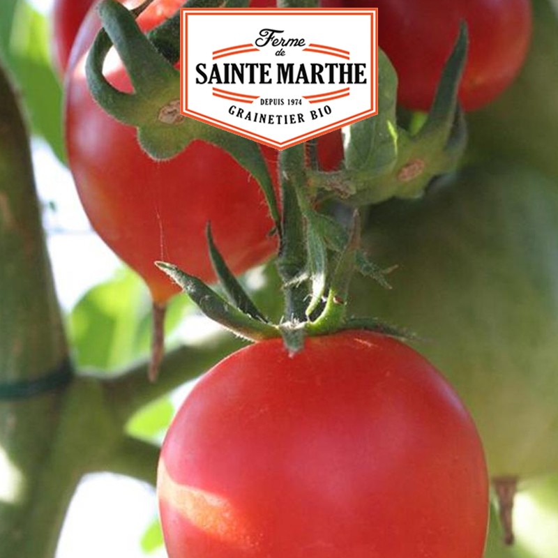 La ferme Sainte Marthe - 50 semi Pomodoro Petit Coeur de Boeuf