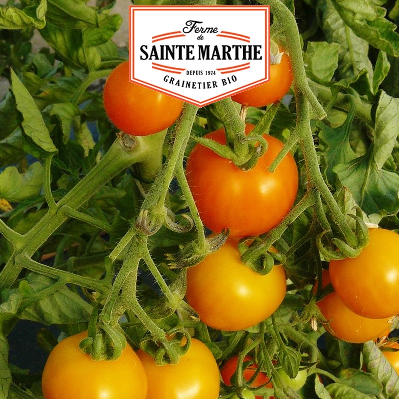 La ferme Sainte Marthe - 50 semi Pomodoro arancione Bourgoin