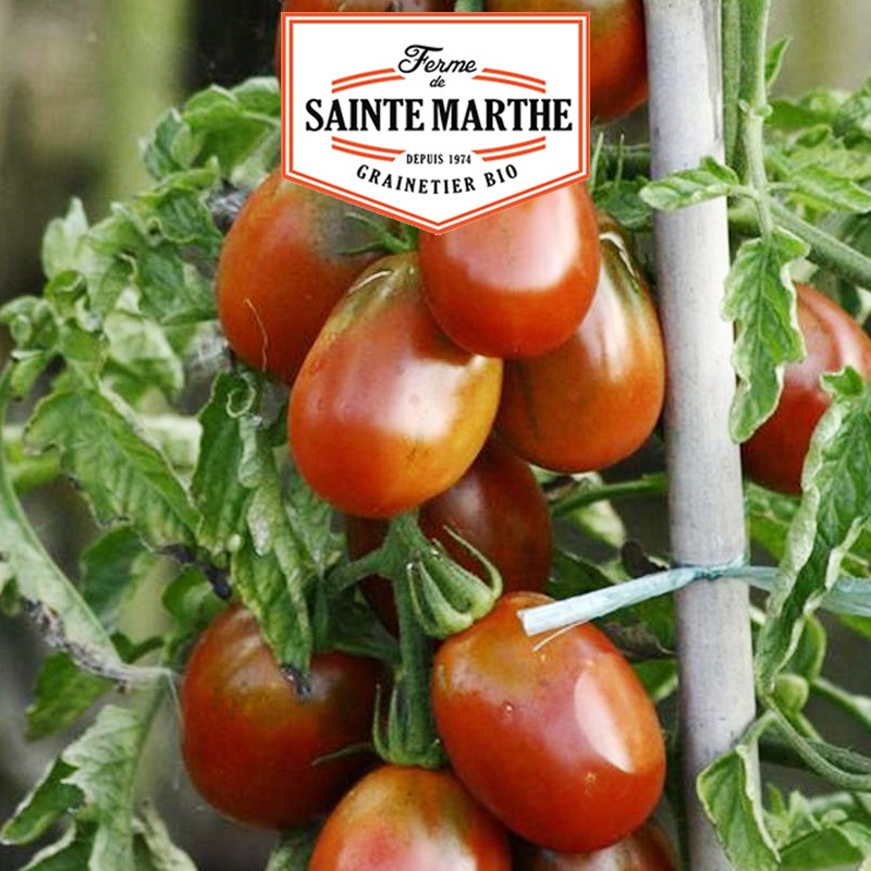 La ferme Sainte Marthe - 50 Samen Tomate Schwarze Pflaume