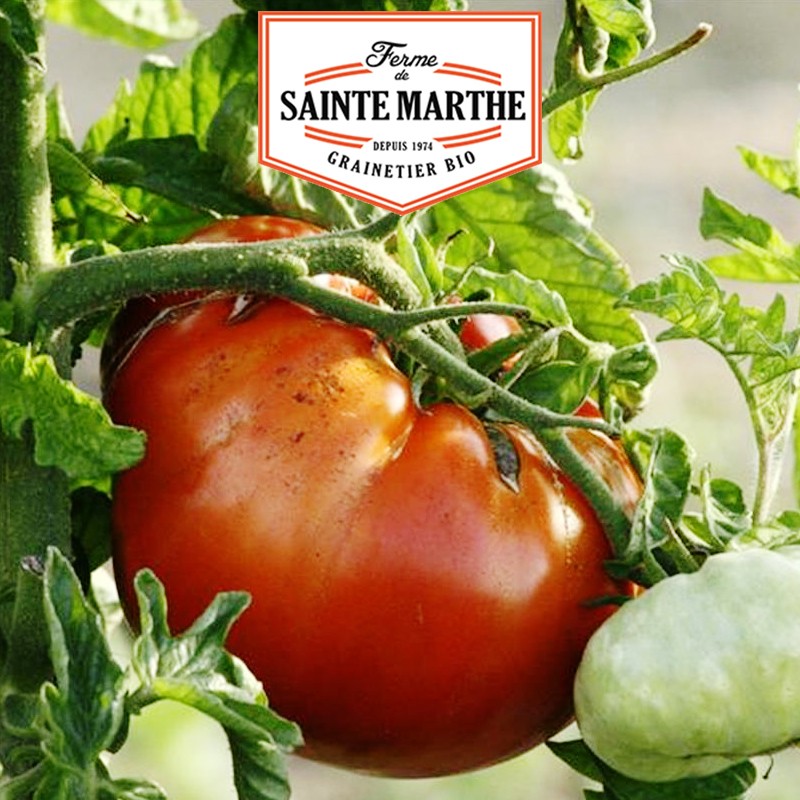 La ferme Sainte Marthe - 50 semi Pomodoro Sainte Lucie