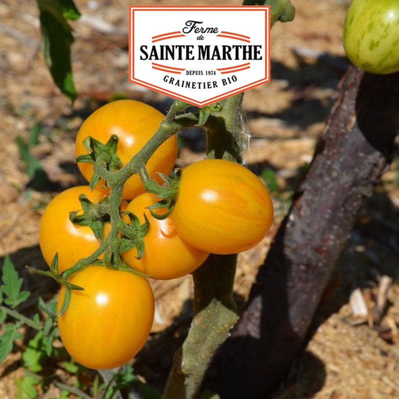 La ferme Sainte Marthe - 50 semi Pomodoro Topazio