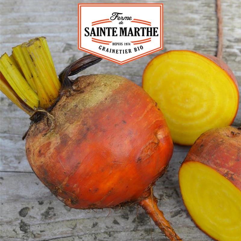 La ferme Sainte Marthe - 150 Samen Rote Bete Burpees Golden