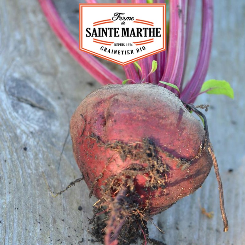 La ferme Sainte Marthe - 150 semillas Detroit Beet Improved 2
