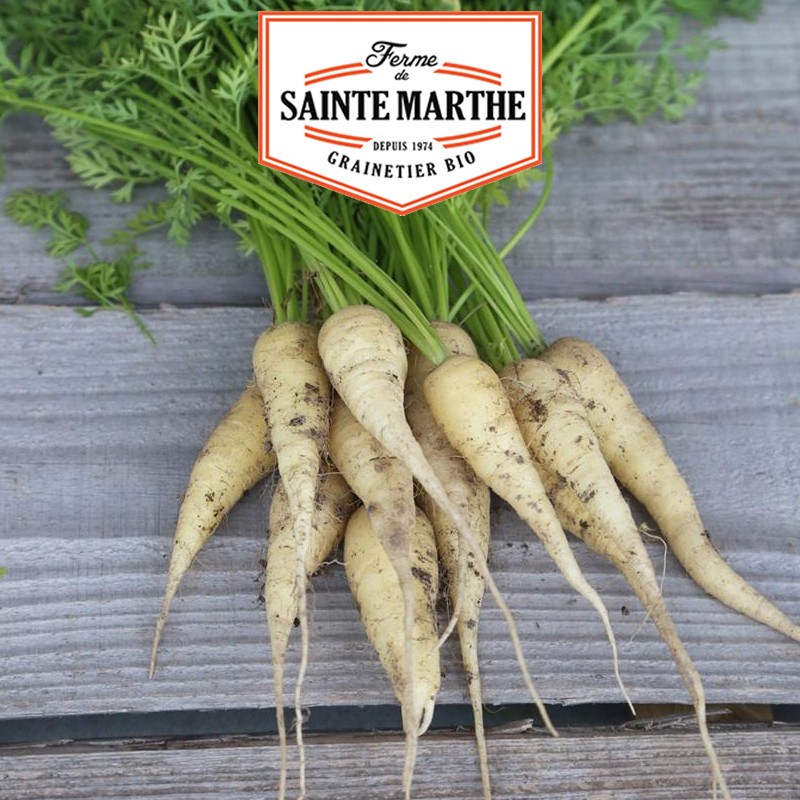 La ferme Sainte Marthe - 1 500 semi Carota bianca di Kuttingen