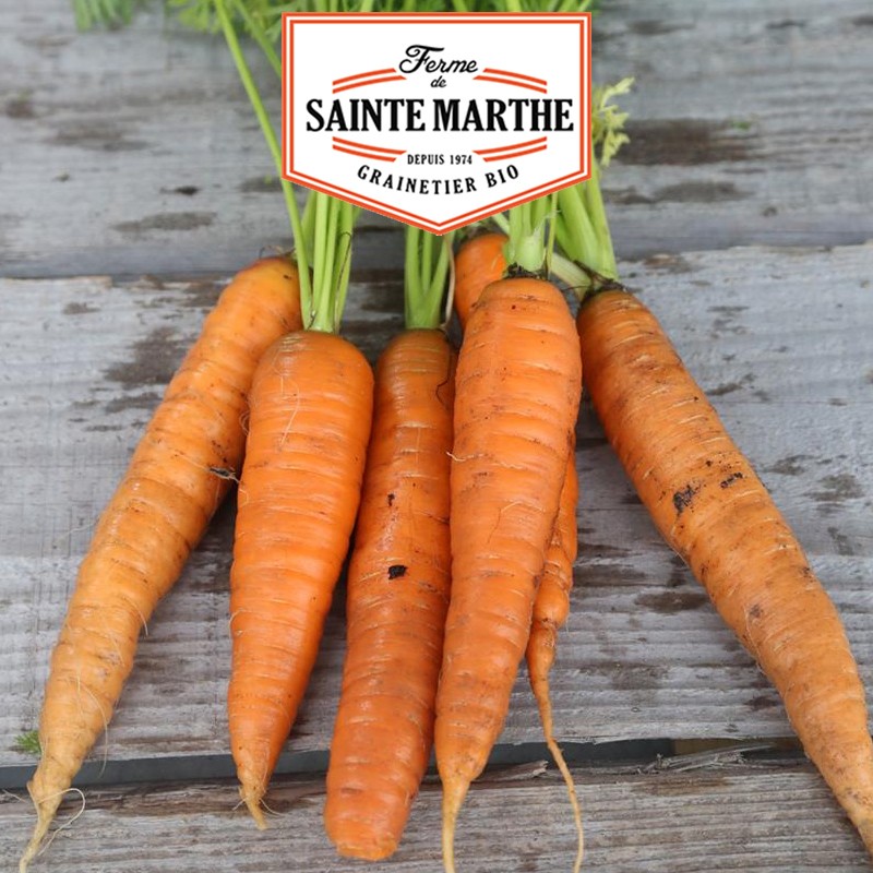 La ferme Sainte Marthe - 1 500 semillas Carrot de Colmar à Coeur Rouge 2