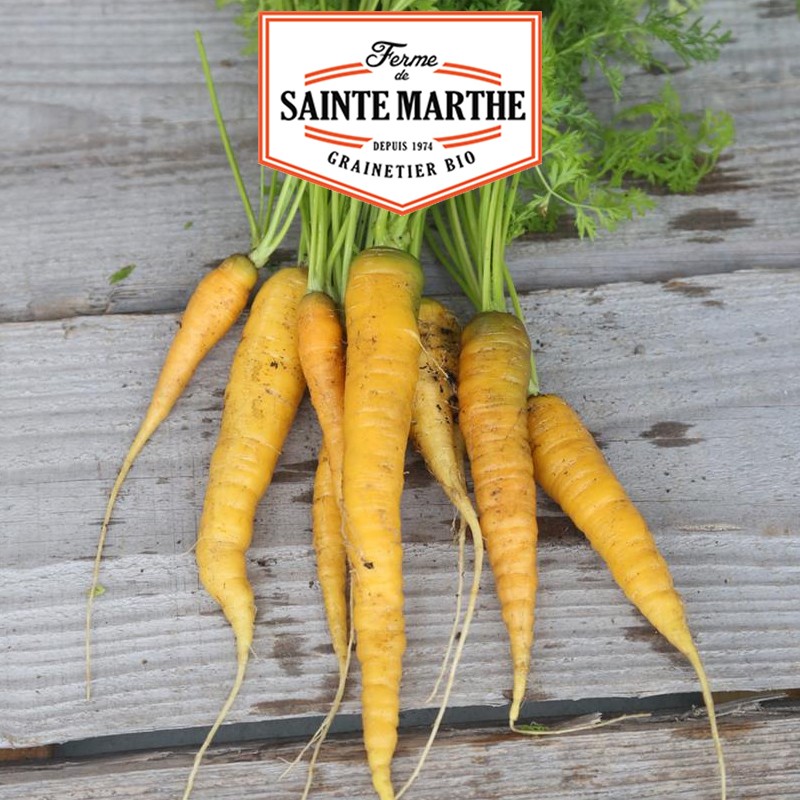 La ferme Sainte Marthe - 1.500 Samen Gelbe Karotte aus dem Doubs