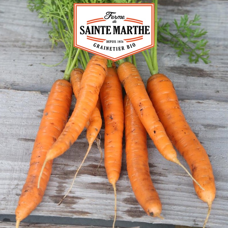 La ferme Sainte Marthe - 1.500 Samen Karotte Nantaise 2